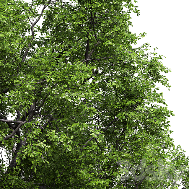 Oak 3ds Max - thumbnail 3