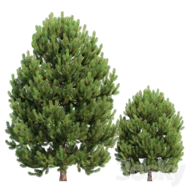 Cedar pine #02 3ds Max - thumbnail 2