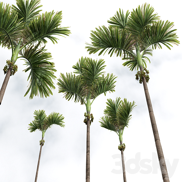 New Plant High detail Areca Catechu Decorative Garden Fruit 3ds Max - thumbnail 2