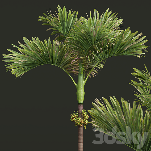 New Plant High detail Areca Catechu Decorative Garden Fruit 3ds Max - thumbnail 3
