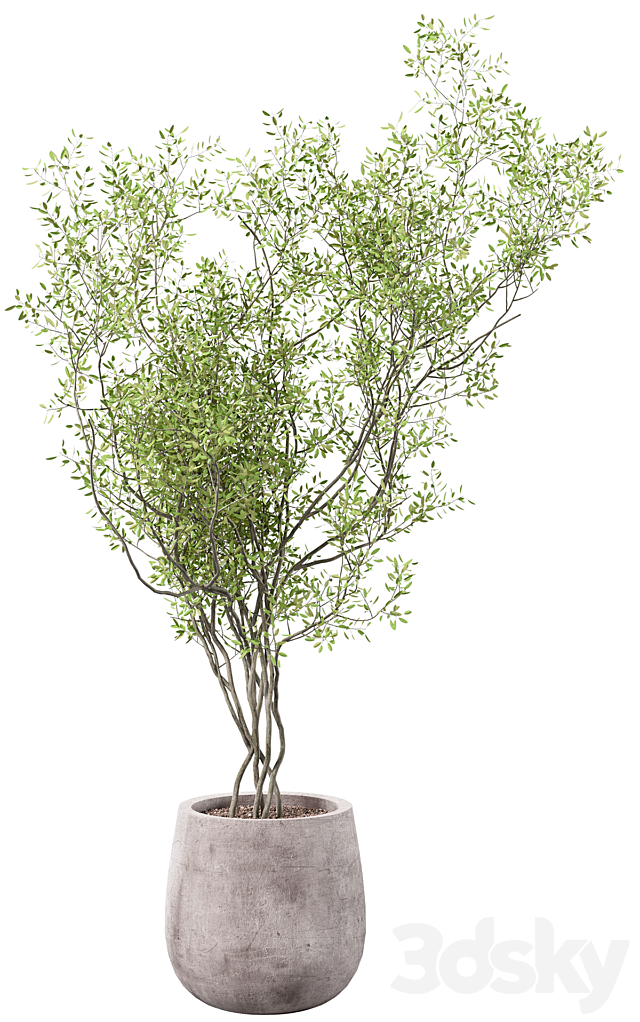 outdoor plant 3ds Max - thumbnail 2