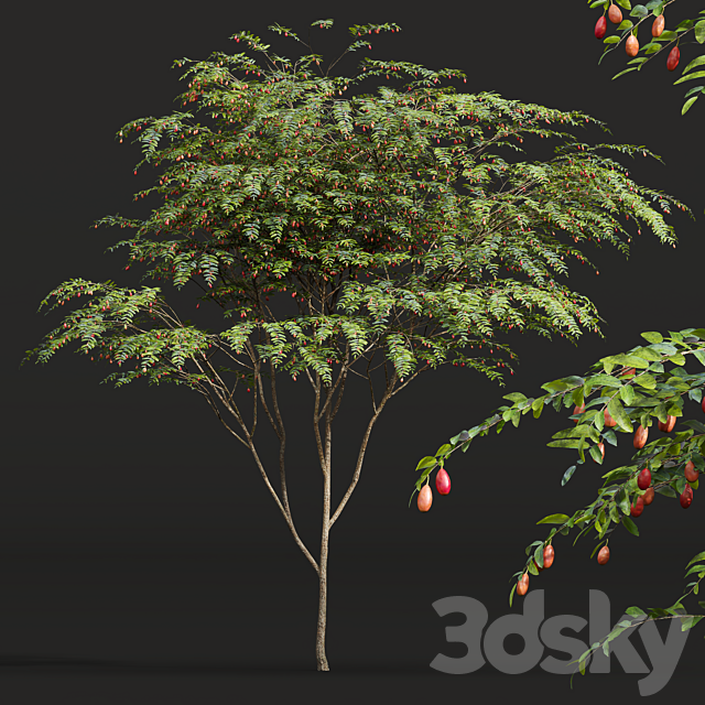 New Plant Ziziphus Jujuba Chinesische Dattel Red 3ds Max - thumbnail 2
