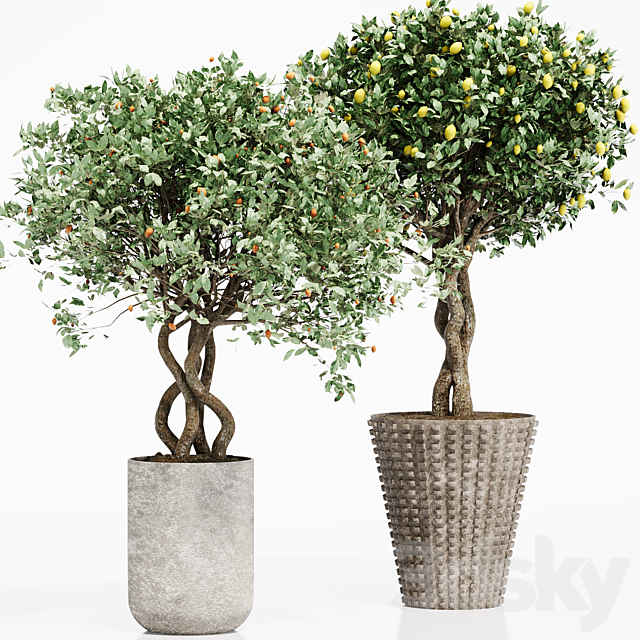 INDOOR PLANT SET 06 3ds Max - thumbnail 2