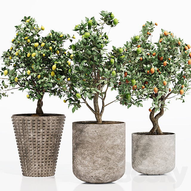 INDOOR PLANT SET 06 3ds Max - thumbnail 3