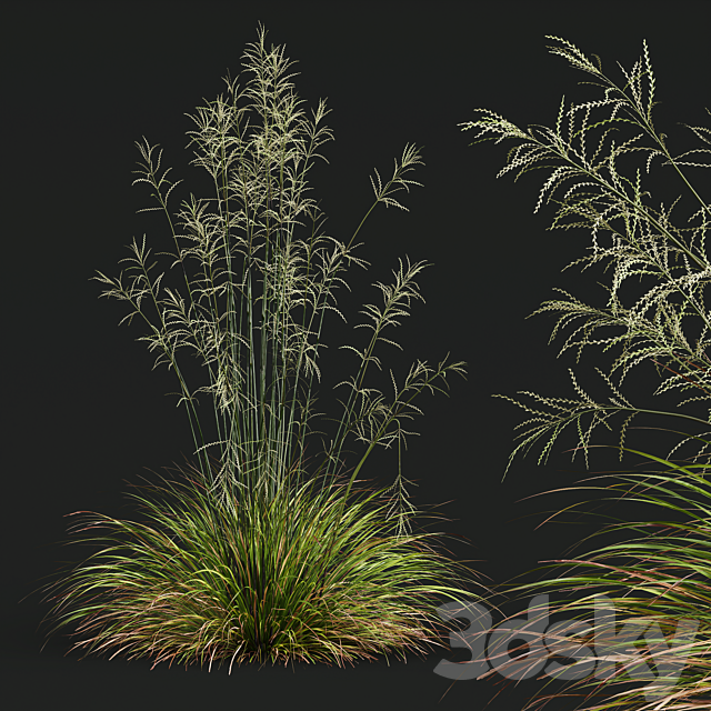 HQ Plants Stipa arundinacea Sweet Grass 3ds Max - thumbnail 2