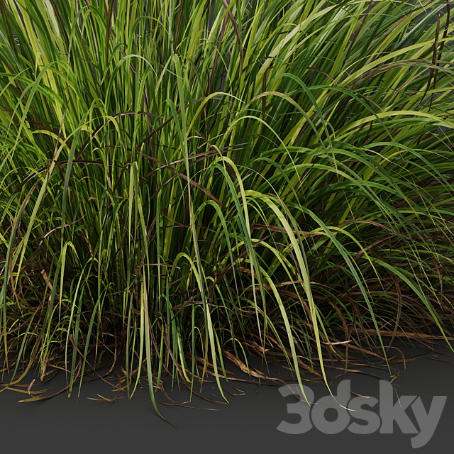 HQ Plants Carex Elata Aurea Grass Version2 3ds Max - thumbnail 2