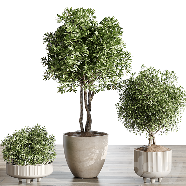 indoor Plant 054 Tree and Bush 3ds Max - thumbnail 2
