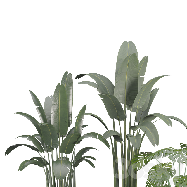 indoor-plant-set 3ds Max - thumbnail 3
