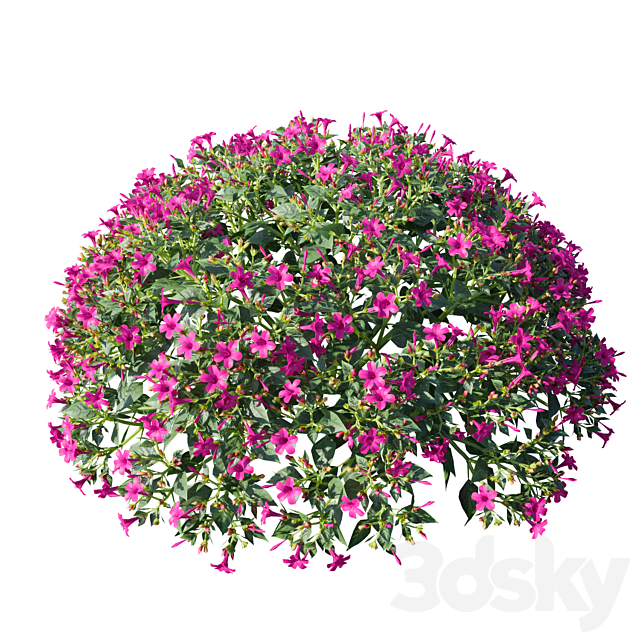 Mirabilis jalapa (Fuchsia) August (Corona)  Mirabilis jalapa 3ds Max - thumbnail 2