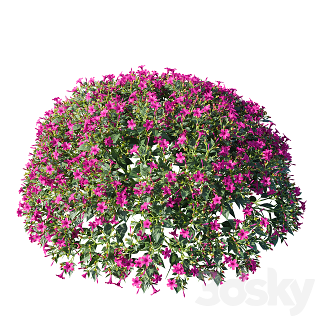 Mirabilis jalapa (Fuchsia) August (Corona)  Mirabilis jalapa 3ds Max - thumbnail 3