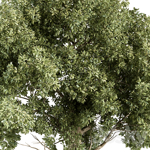 3d model