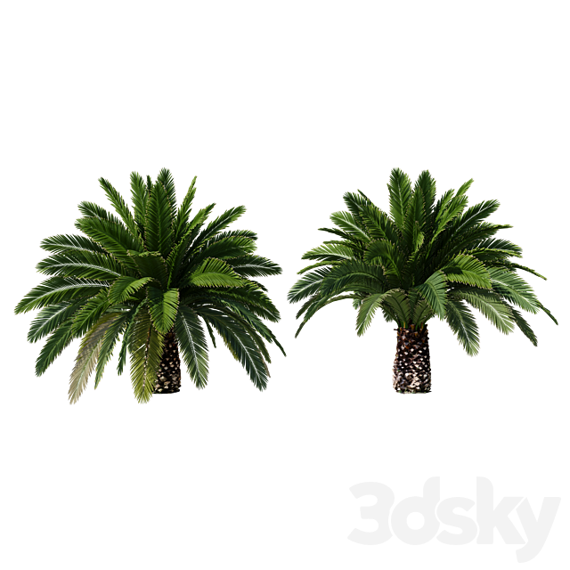 Canarian date Phoenix Canariensis V5 February+December 3ds Max - thumbnail 2