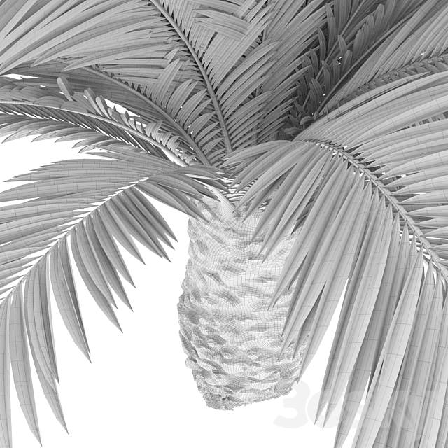 Canarian date Phoenix Canariensis V5 February+December 3ds Max - thumbnail 3