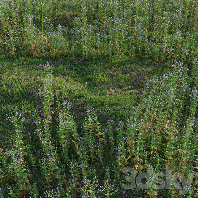 Meadow herbs: verbena and bluegrass (June) 3ds Max - thumbnail 2