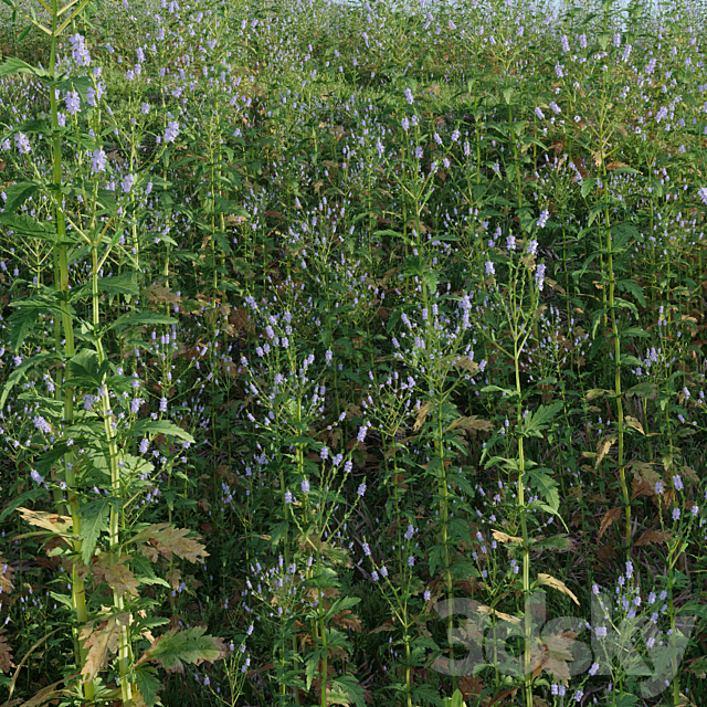 Meadow herbs: verbena and bluegrass (June) 3ds Max - thumbnail 3