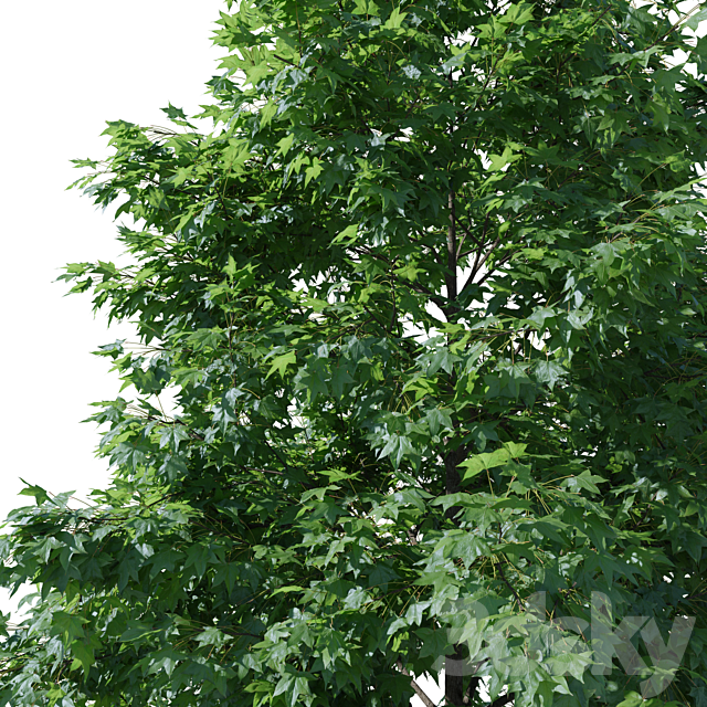 Liquidambar V1 (August) 3ds Max - thumbnail 2