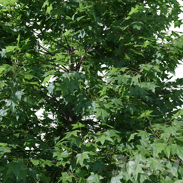 Liquidambar V1 (August) 3ds Max - thumbnail 3
