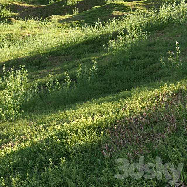 Meadow grasses: alfalfa and bluegrass (July) 3ds Max - thumbnail 2