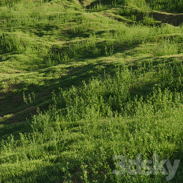 Meadow grasses: alfalfa and bluegrass (July) 3ds Max - thumbnail 3