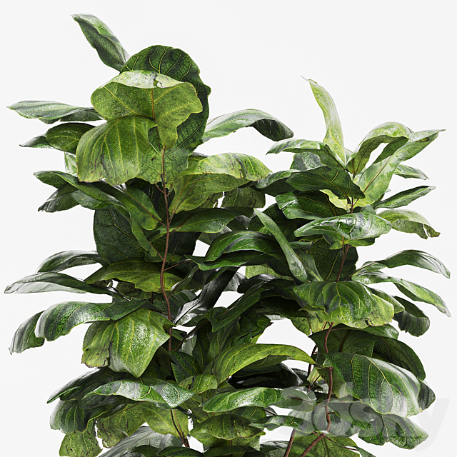 Ficus Fiddle Fig Leaf Wicker Pot Indoor Plant Set 3ds Max - thumbnail 2