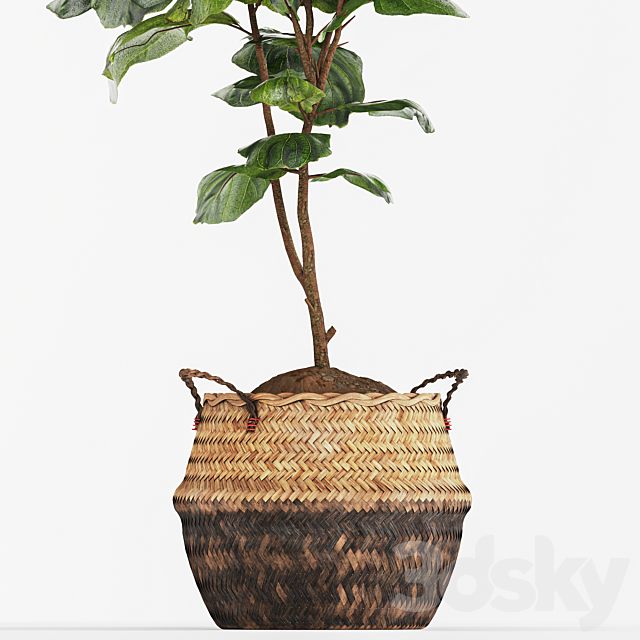 Ficus Fiddle Fig Leaf Wicker Pot Indoor Plant Set 3ds Max - thumbnail 3