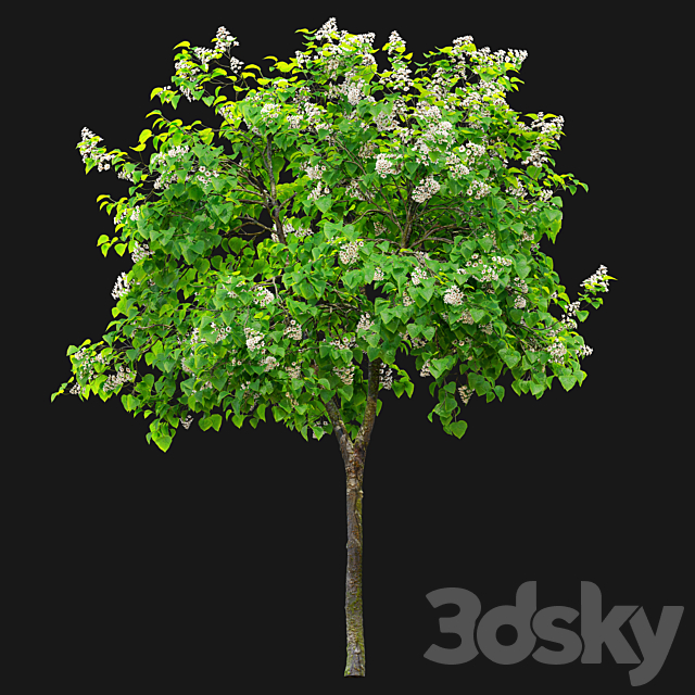 3d model