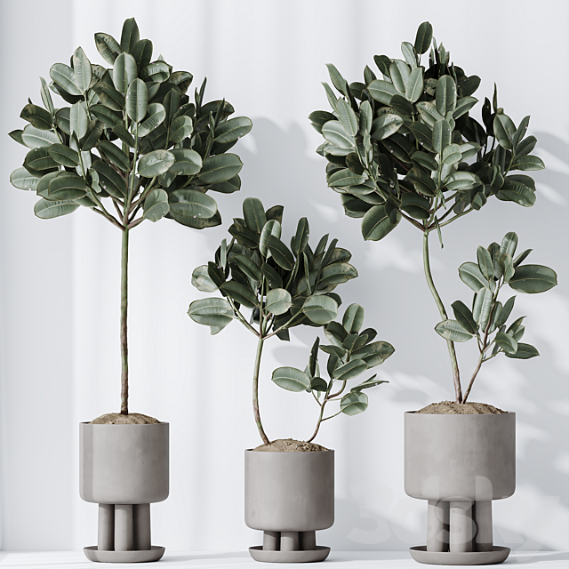 HQ HousePlants Rubber Ficus Elastica Abidjan Melany Set03 3ds Max - thumbnail 2
