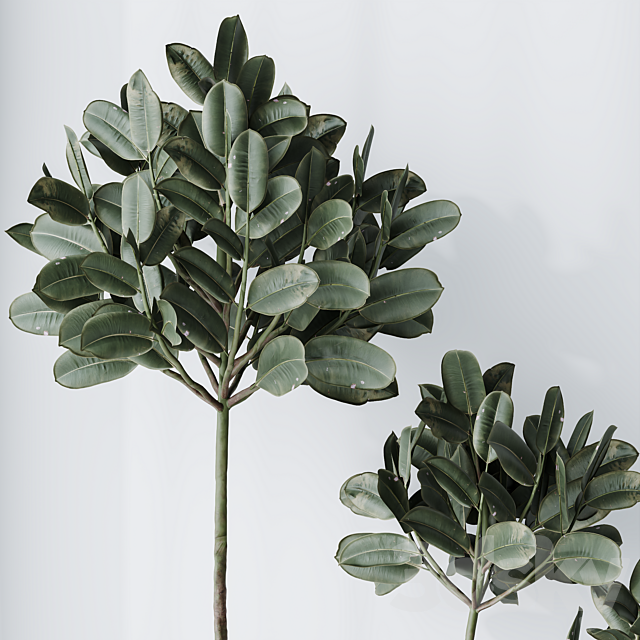 HQ HousePlants Rubber Ficus Elastica Abidjan Melany Set03 3ds Max - thumbnail 3