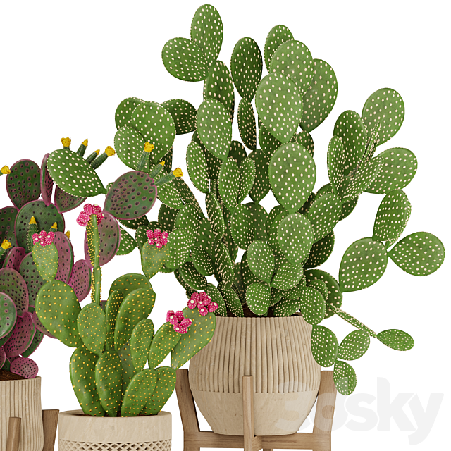 Prickly Cactus Set 3ds Max - thumbnail 3