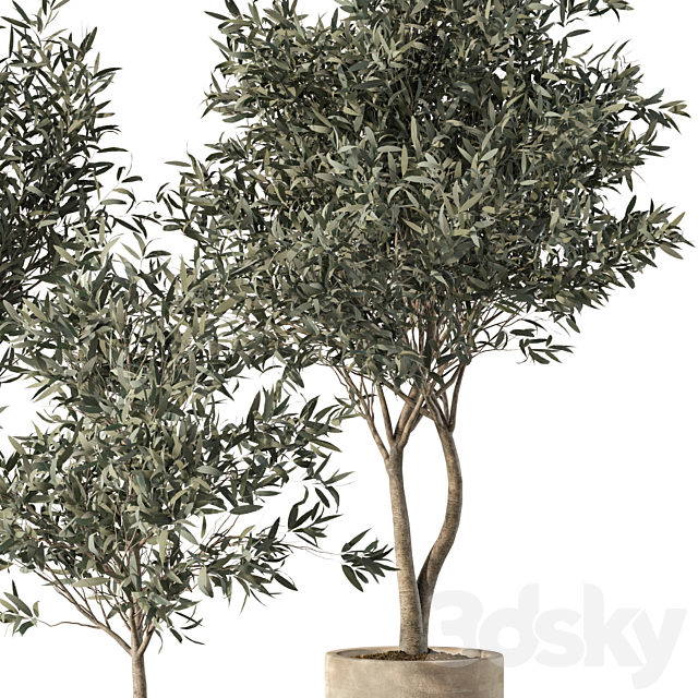 Olive Tree Indoor Plants Set.85 3ds Max - thumbnail 2