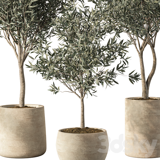 Olive Tree Indoor Plants Set.85 3ds Max - thumbnail 3