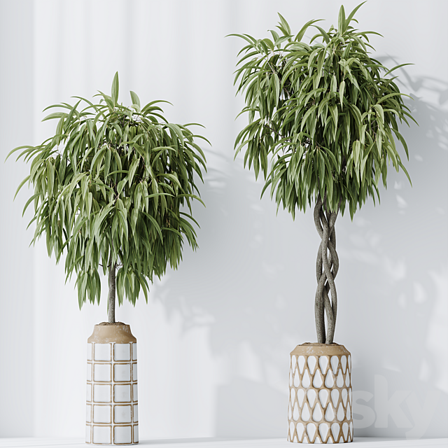 HQ HousePlants Huge Ficus Binnendijkii Alii Maclellandii Braid 3ds Max - thumbnail 3