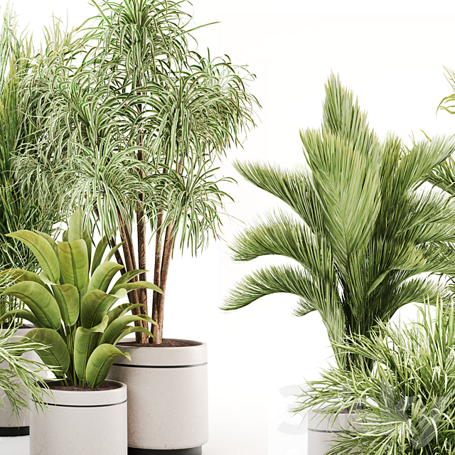 IndoorPlantSet015 3ds Max - thumbnail 2