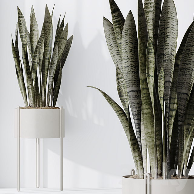 HQ HousePlants Snake Green Sansevieria Trifasciata Robusta 3ds Max - thumbnail 2