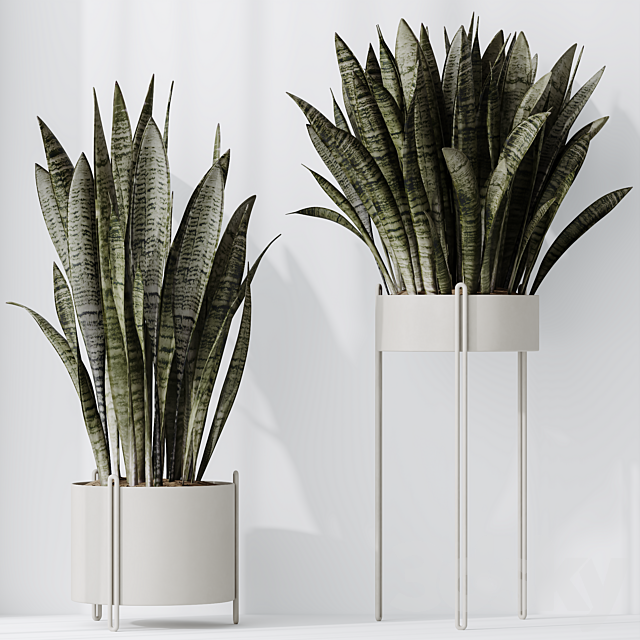 HQ HousePlants Snake Green Sansevieria Trifasciata Robusta 3ds Max - thumbnail 3