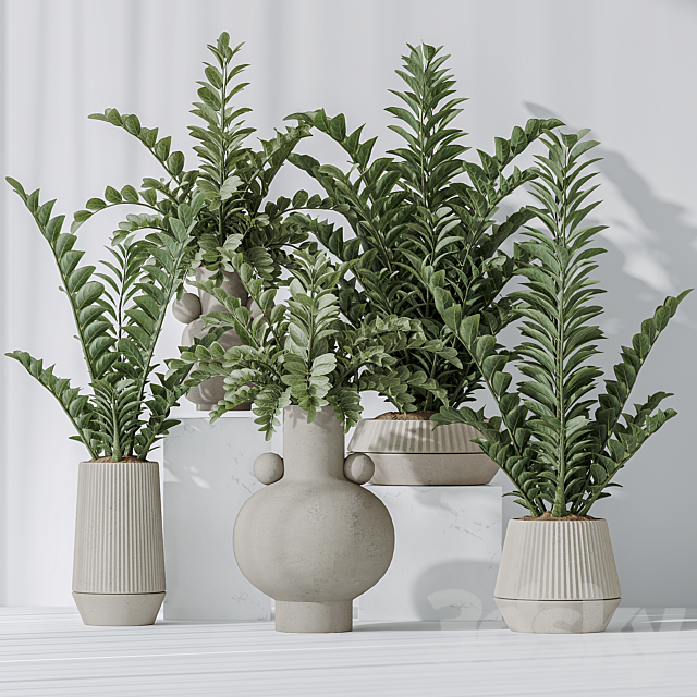 Zamioculcas Zamiifolia Araceae 3ds Max - thumbnail 2