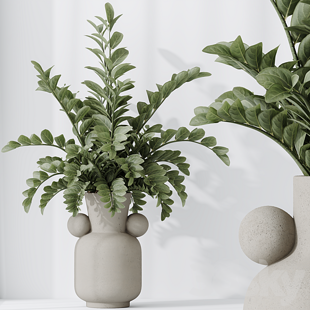 Zamioculcas Zamiifolia Araceae 3ds Max - thumbnail 3