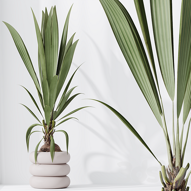 HQ HousePlants Genus Cocos nucifera Coconut Palm 3ds Max - thumbnail 2