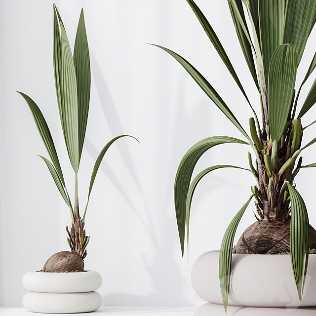 HQ HousePlants Genus Cocos nucifera Coconut Palm 3ds Max - thumbnail 3