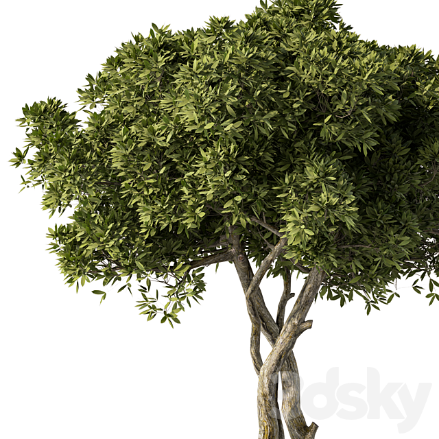 Indoor Plant Set.106 3ds Max - thumbnail 2