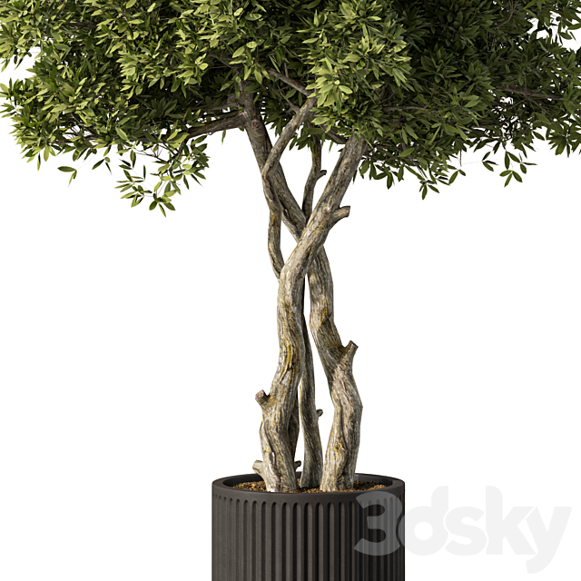 Indoor Plant Set.106 3ds Max - thumbnail 3