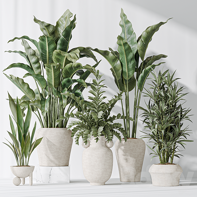 Indoor plant set 21 3ds Max - thumbnail 2