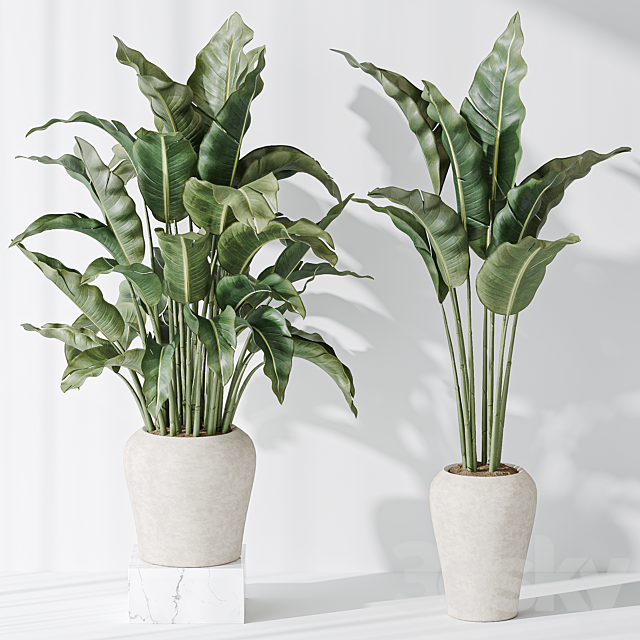 Indoor plant set 21 3ds Max - thumbnail 3