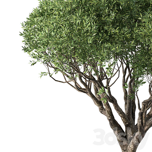 Tree No.89 3ds Max - thumbnail 2