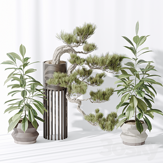 Indoor plant set 31 3ds Max - thumbnail 3