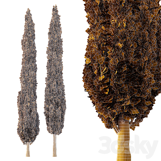 Italian Cypress Tree06 3ds Max - thumbnail 2