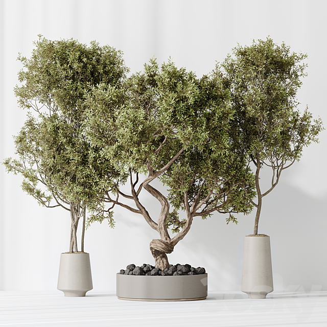 Indoor plant set 54 3ds Max - thumbnail 2
