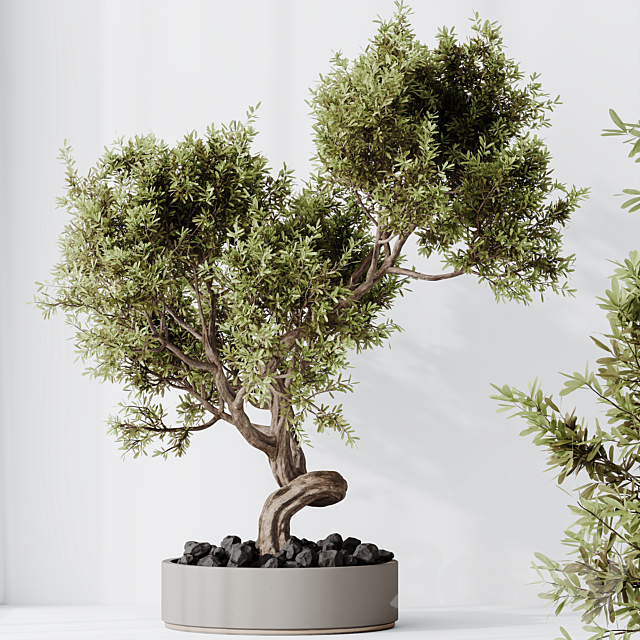 Indoor plant set 54 3ds Max - thumbnail 3