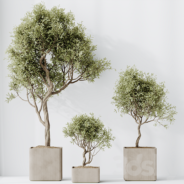 HQ HousePlants Mission Kalamata Leccino Arbequina Wilsonii Chemlali Olive Set 23 3ds Max - thumbnail 2