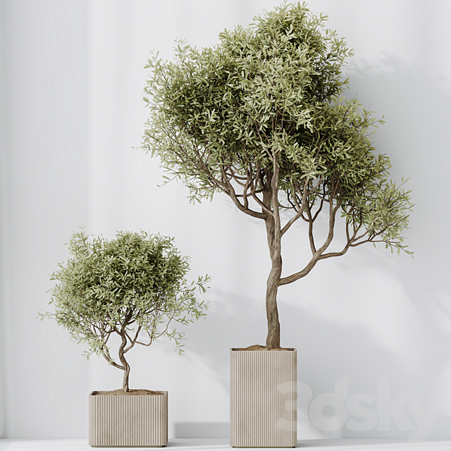 HQ HousePlants Mission Kalamata Leccino Arbequina Wilsonii Chemlali Olive Set 23 3ds Max - thumbnail 3